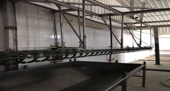 ضبط 16 مخالفا يعملون بإحدى مزارع الدواجن بـ " الليث "