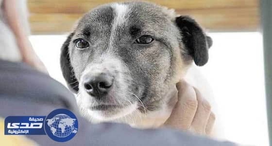 السجن 6 أشهر لشخص عذب كلبا بالعصا والركل