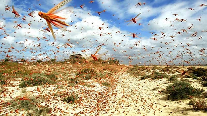 بالفيديو .. " الزعاق " يوضح كيف يصل الجراد إلى الوطن العربي