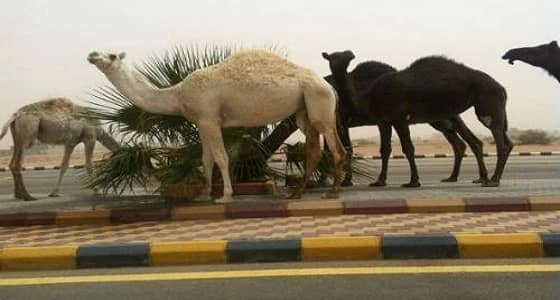 إبل سائبة تتسبب في حادث اصطدام على طريق رنية- وادي الدواسر