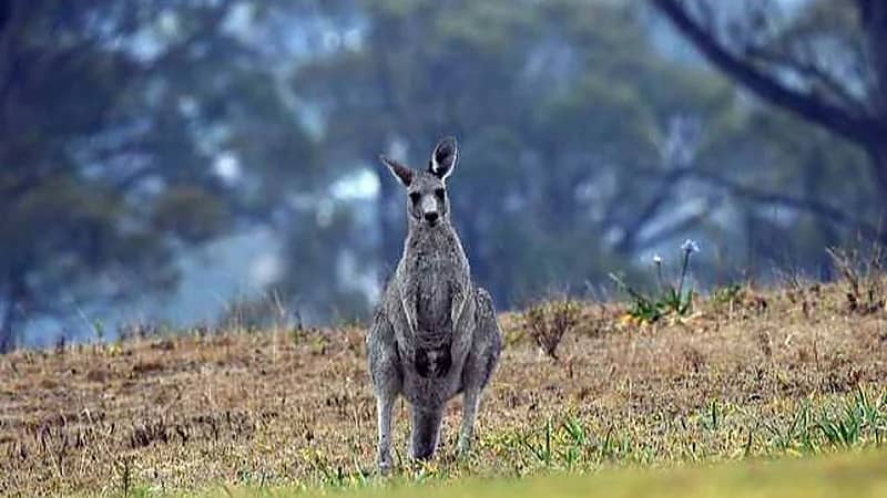 كنغر أليف يقتل صاحبه ويمنع المسعفين من الوصول إليه