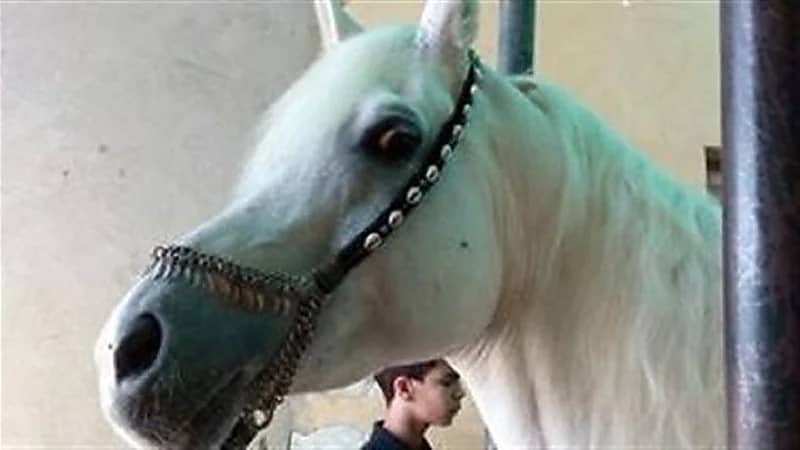 شاهد.. حصان ينجو بأعجوبة من بين قطارين