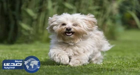 كلب يلتهم أصابع قدم صاحبه أثناء نومه