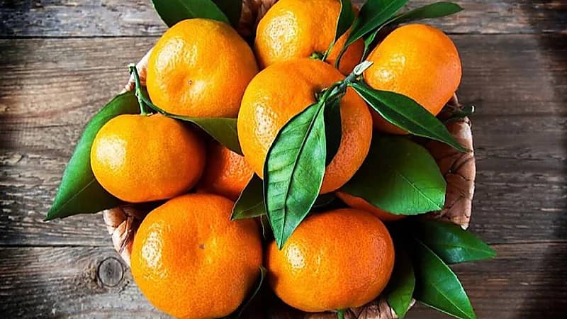 يقي من 3 أمراض خطيرة.. فوائد غير متوقعة لليوسفي