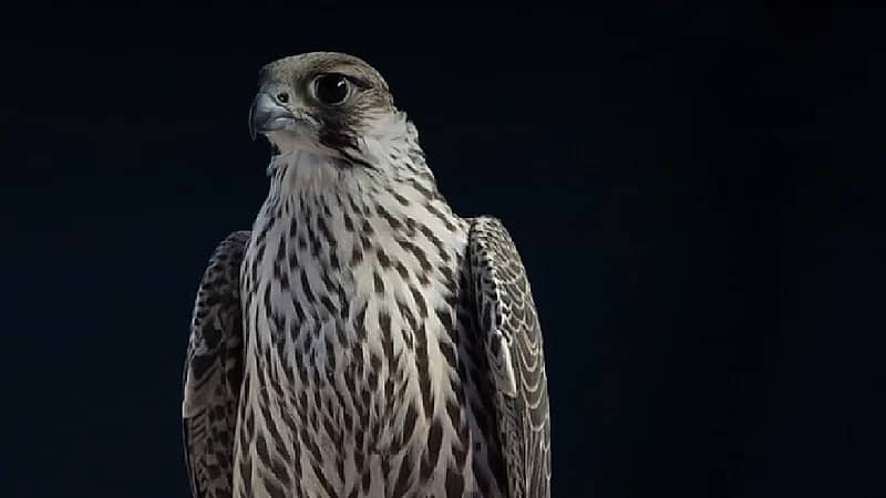 مبيعات مزاد نادي الصقور السعودي تتجاوز حاجز الـ 4 ملايين ريال