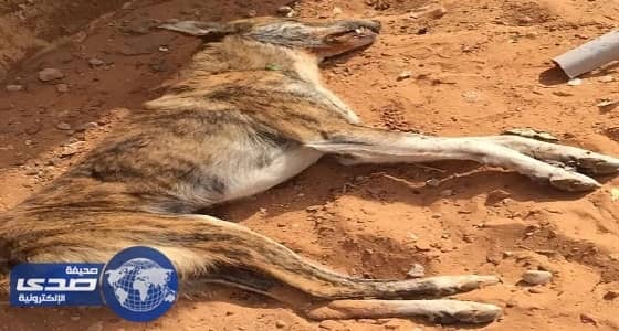 بالصور.. شاب يقتص من قاتل أغنامه