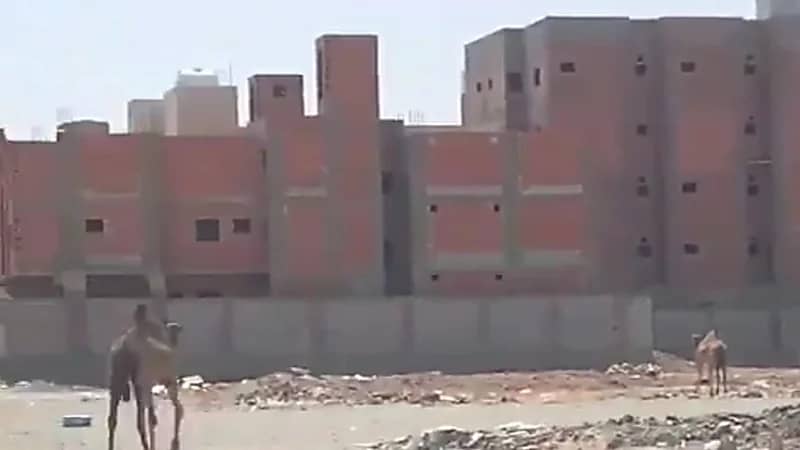 بالفيديو.. تجول إبل سائبة داخل مخططات ولي العهد السكينة وأمانة العاصمة المقدسة تتفاعل