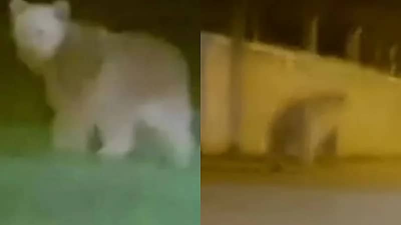 بالفيديو.. دب مفترس يتجول في إحدى شوارع تركيا