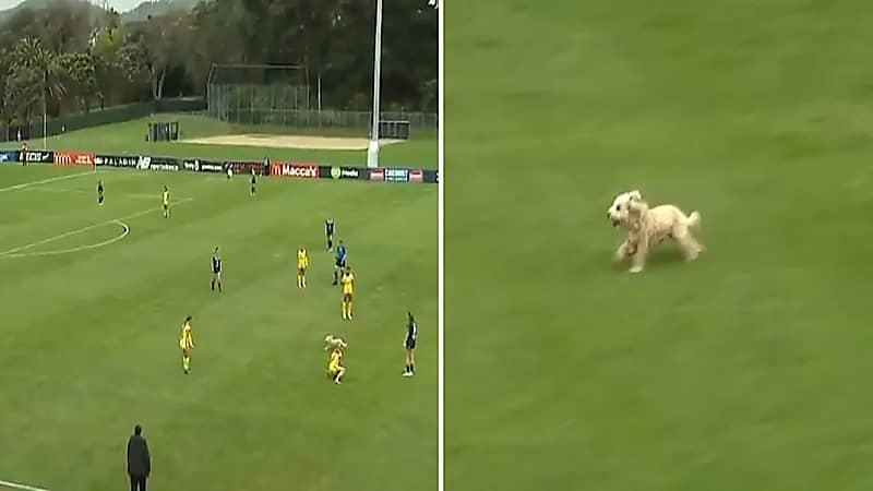 كلب يقتحم مباراة سيدات ويثير الفوضى .. فيديو