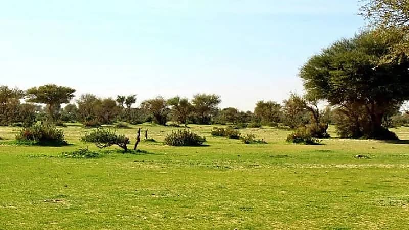 ضبط 81 مخالفة بمحمية الإمام تركي بن عبدالله الملكية
