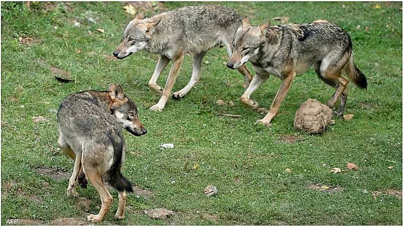 تفاصيل هجوم 3 ذئاب على امرأة بحديقة حيوان