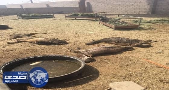 بالصور.. نفوق 25 ماشية بسبب حريق في محول كهرباء ببيشة