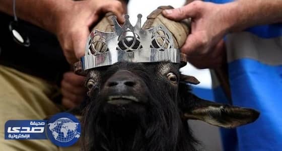 تتويج جدي حاكمًا لبلدة ريفية