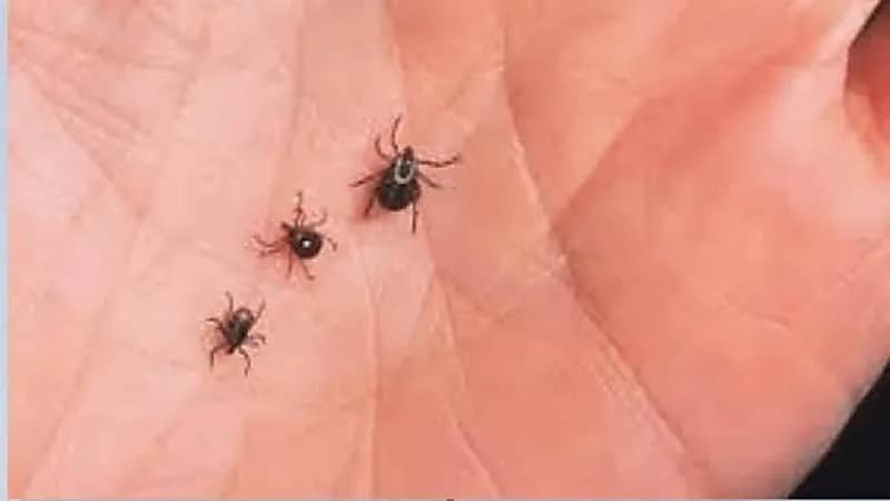 وباء جديد يتسبب في وفاة 8 أشخاص بالعراق