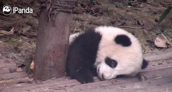 بالفيديو.. باندا يقاوم النوم بطريقة طريفة