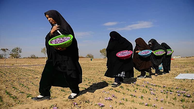 سيدة أعمال أفغانية تتحدى طالبان بـ "الزعفران"