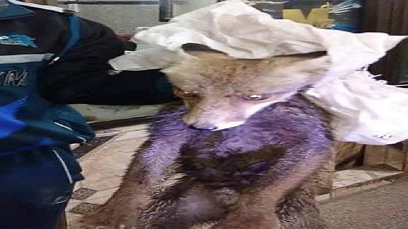 ثعلب يتسبب في ربك ووقف عدة رحلات جوية