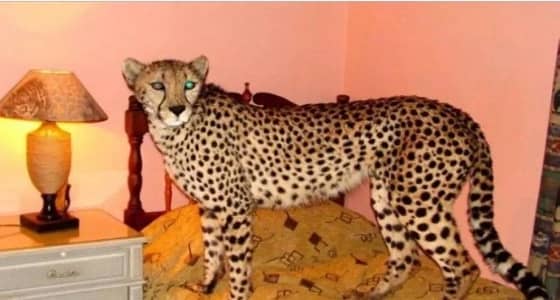 " الحياة الفطرية " تحذر من إقتناء الحيوانات المفترسة بعد " نمر مايا "