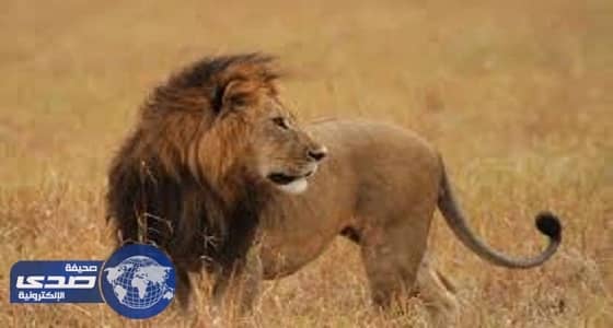 400 مواطن يحاصرون أسد في نحلة جرش