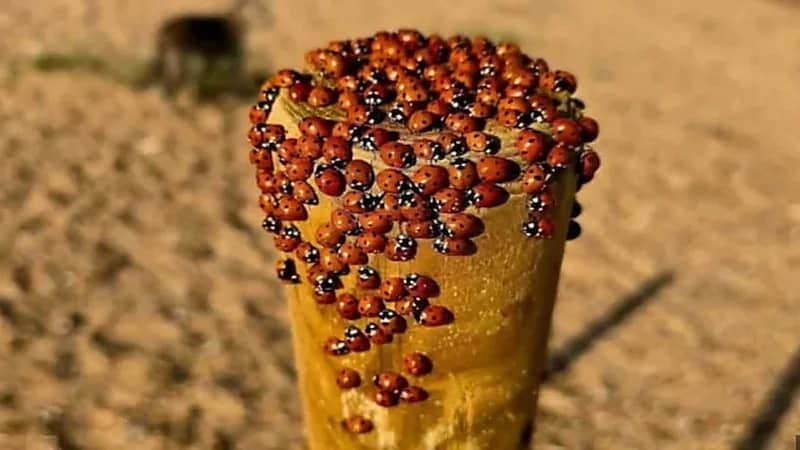 ذعر في بريطانيا بسبب انتشار الخنافس