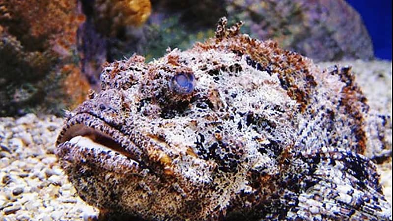 سمكة الرقدة تتسبب في وفاة مواطنة بمحافظة حقل