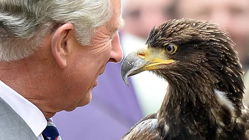 طائر يعكّر مزاج الملك تشارلز وتقاليد العائلة المالكة في مهب الريح