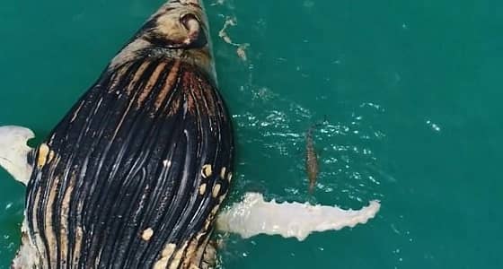 بالفيديو.. لحظة تغذى تماسيح وأسماك قرش على جثة حوت نافق