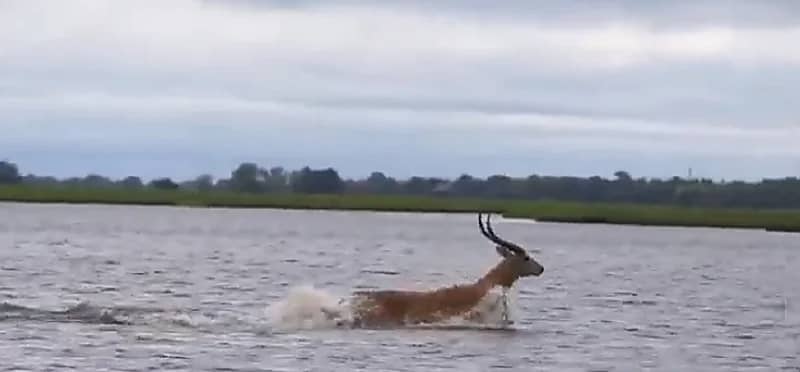 شاهد .. ظبي يسبح بمهارة في نهر عميق هربا من تمساح