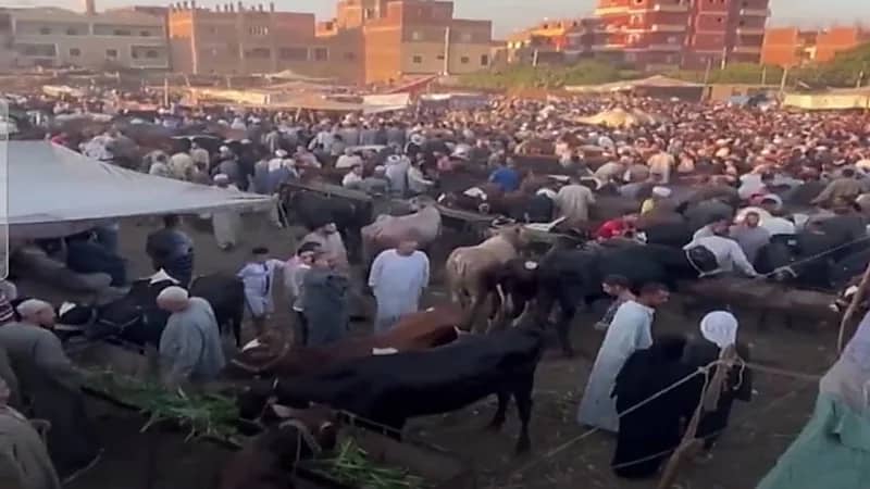 شاهد.. العثور على مقبرة حمير جديدة في ‎مصر