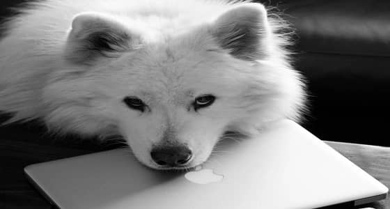 رجل يبتكر طريقة شديدة القسوة للتخلص من كلبة في روسيا