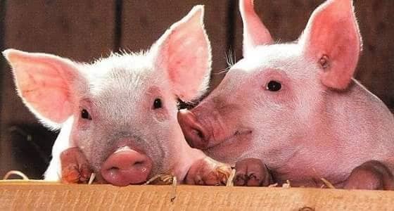 تهجين جنين خنزير بخلايا بشرية