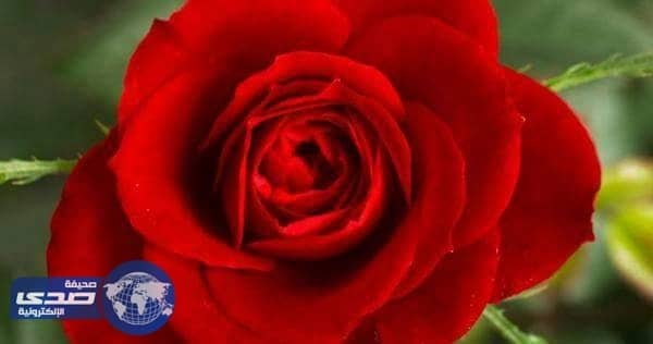 تحويل وردة إلى بطارية تخزن الكهرباء في السويد