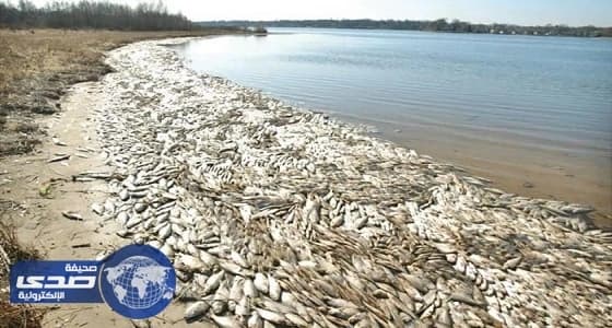 نفوق جديد للأسماك في غرناطة الكويتية