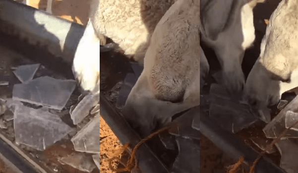 بالفيديو.. مواطن يلجأ للثلج لسقاية إبله بعد تجمد المياه