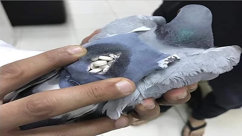 بالفيديو .. حزب الله يستخدم البرتقال وطيور الحمام في تهريب المخدرات إلى الكويت