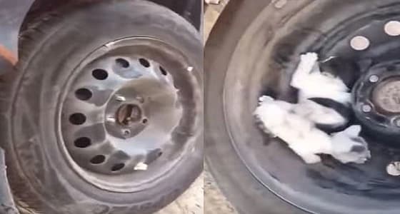 بالفيديو..شاب يعثر على " قطط " خلف إطار سيارته
