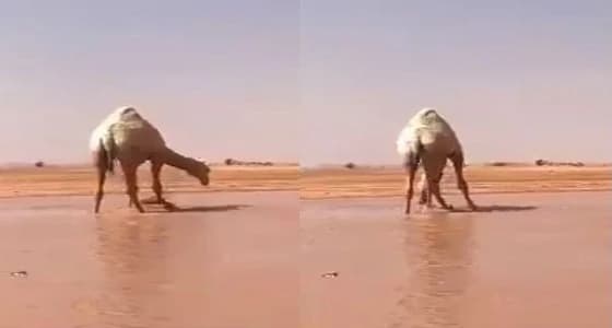 بالصور.. " الفالح " يرعى المؤتمر الجيولوجي الدولي الـ 12.. الأحد