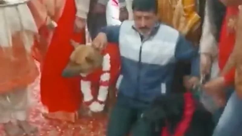 شاهد .. حفل زفاف كامل لكلبين