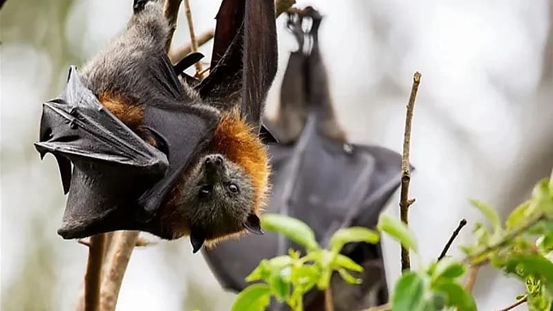 تسجيل أول إصابة بشرية بفيروس الخفاش دون علاج