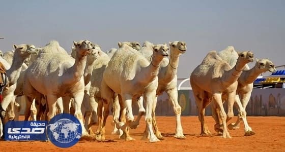 متحدث مهرجان الأبل ينفي ضبط مروجي مخدرات ومسكرات بالموقع