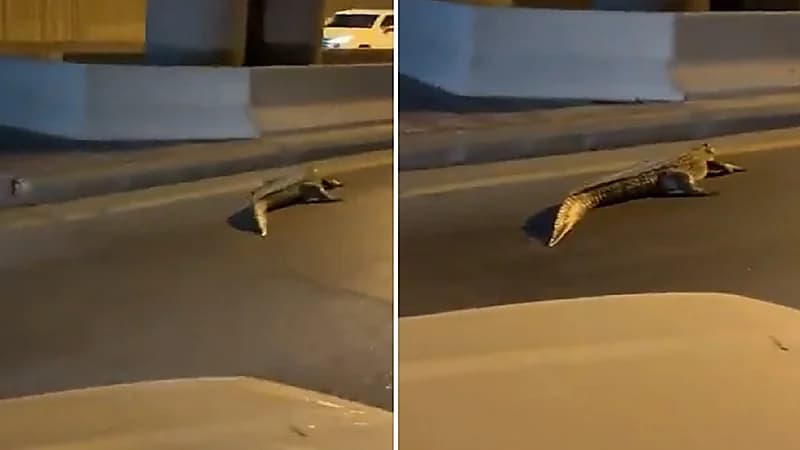 تمساح يتجول في طريق عام.. فيديو