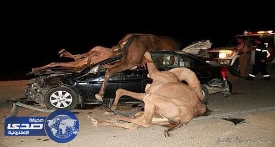 بالفيديو.. وفاة مواطنة وابنها إثر اصطدام مركبات بجمال سائبة في الأحساء