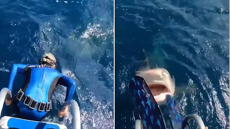 شاهد.. ردة فعل خبيرة غوص فاجأتها سمكة قرش قبل الغطس بثوانٍ