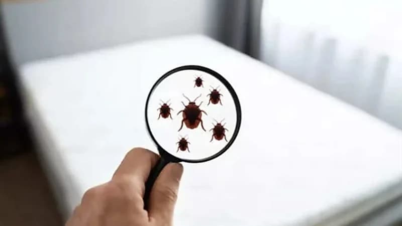 طرق بسيطة للتحقق من بق الفراش في غرفة الفندق أو المنزل
