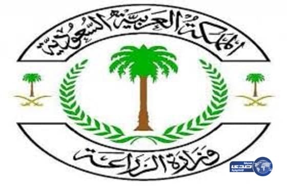 ضبط عمال ملحمة قبل ذبحهم جمل هزيل بحالة سيئة في العقيق