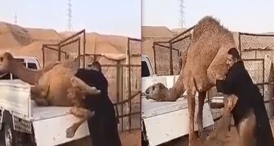 رجل يسيطر على جمل هائج ..ومغردون يصفوه بـ " الرافعة البشرية "