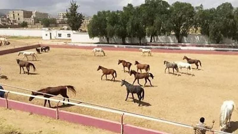 قيادي حوثي يبيع نادي الفروسية ويحول مبنى الوزارة لمزرعة بطاطس