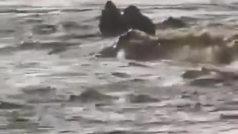 إبل عالقة في سيول محافظة ⁧‫الجموم‬⁩ ..فيديو