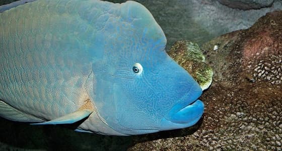 " الباسيفيك " .. أسماك تخشى المياه