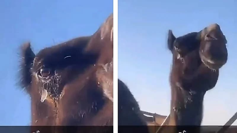 دموع الإبل تتجمد في حائل .. فيديو